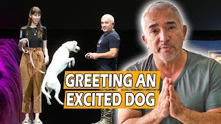 How To Calm An Excited Dog First Meeting  Live Dog Demo [upl. by Akyssej]