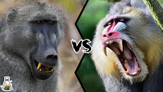 BABOON VS MANDRILL  Which is the strongest monkey [upl. by Acinhoj573]