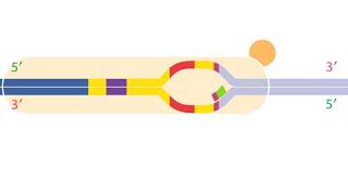 Bacterial Transcription [upl. by Jonis]