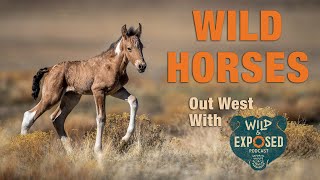 Photographing Wild Horses in Utah [upl. by Eilra]