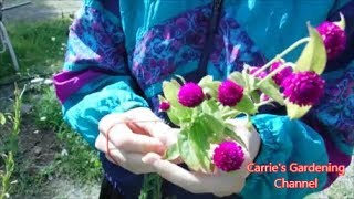 how to dry gomphrena flowers [upl. by Schwab]