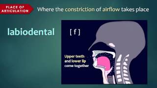 Introduction to Articulatory Phonetics Consonants [upl. by Pace]