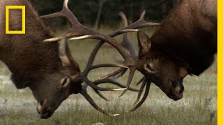 The Yearly Elk Brawl  Untamed Americas [upl. by Ojeibbob]