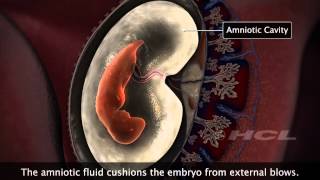 HCL Learning  Embryonic Development in Humans [upl. by Gove]