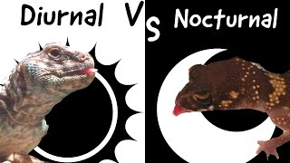 Diurnal VS Nocturnal [upl. by Adamsen]