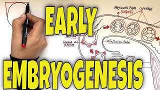 What is Fertilization Gastrulation and Neurulation  Overview [upl. by Ainiger]