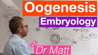 Oogenesis  Embryology [upl. by Salvay]