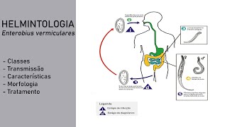 Helmintologia  Enterobius vermiculares Oxiúros [upl. by Frederick188]