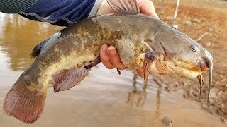 How to Catch Catfish with Worms  Bank fishing tips [upl. by Sivle348]