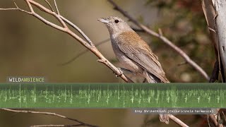 Grey Shrikethrush Sounds  Song and Calls [upl. by Innavoj]