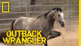 Breaking Wild Horses  Outback Wrangler [upl. by Ayres]