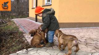 Tosa Inu Puppies  8 weeks old [upl. by Pippo]