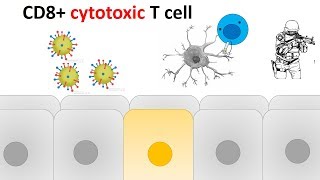 cytotoxic T cell activation and killing mechanism [upl. by Sansen]