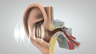 Acoustic Phonetics Understanding Sound Waves [upl. by Mayhs]