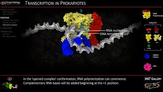 Transcription Animation 3D Molecular Biology [upl. by Aylmer]