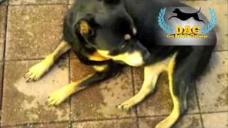 Rottweiler Dog Shows Signs of Hip Dyplasia [upl. by Samohtnhoj]