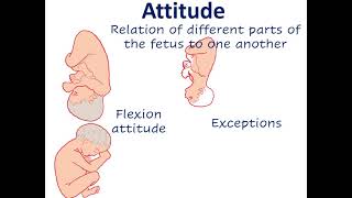 Fetal parameters  lie  presentation  presenting part  attitude  denominator  position [upl. by Bysshe596]