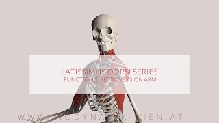 Latissimus Dorsi Functions Part 5 Retroversion Arm 3D ANIMATION [upl. by Eniladam]