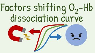 Factors Shifting Oxygen Hemoglobin Dissociation Curve [upl. by Wenoa]