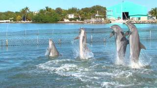 Dolphin Dance Video [upl. by Lukin]