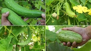 Growing Gourds Part 1 of 5  Introduction to Gourds [upl. by Cindee414]