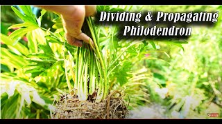 How to Divide Philodendron bipinnatifidum PropagatingDividing Philodendrons [upl. by Mathian]