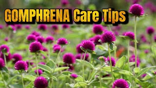 GROWING GOMPHRENA  GLOBE AMARANTH  How to Care Gomphrena Plant [upl. by Ettesil]