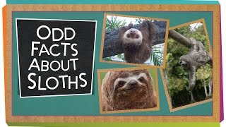 Odd Facts About Sloths [upl. by Hindu421]