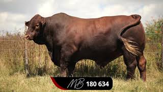 Majesto Beefmasters Production Auction [upl. by Alroi168]