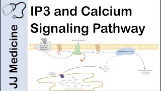 Inositol Triphosphate IP3 and Calcium Signaling Pathway  Second Messenger System [upl. by Eremaj691]