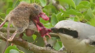 GREAT GREY SHRIKE  butcher bird nest [upl. by Peregrine]