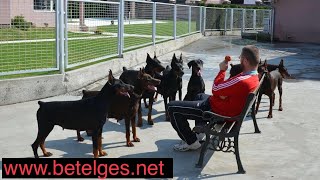 Doberman kennel Betelges [upl. by Yrag]