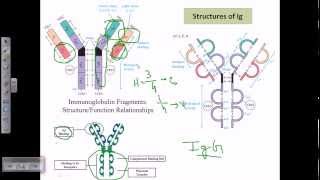 Antibody structure [upl. by Ahsimin]