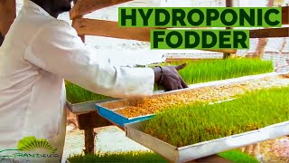 The ‘step by step’ of how to grow hydroponic barleywheat fodder in Africa [upl. by Kerry808]