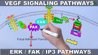 VEGF Signalling Pathways [upl. by Meingoldas378]