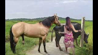 My sister training care her lovely horse in beginner 2021 [upl. by Hollingsworth65]