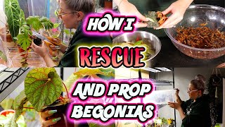 How To Propagate Begonias Part 1  Simple Method [upl. by Anod]