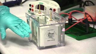 Electrophoresis Assembling amp Running An SDS Page Gel [upl. by Cranston]