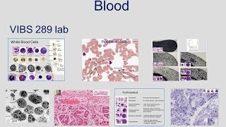 Medical School Histology Basics  Blood [upl. by Dyche32]