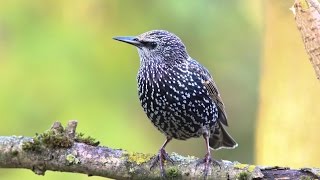 chants et cris de létourneau sansonnet HD songs amp calls common starling [upl. by Enahs]