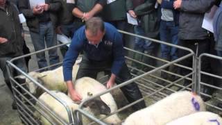 Selecting the most suitable lambs for slaughter [upl. by Aynna315]