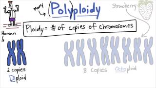 Polyploidy  Tales from the Genome [upl. by Rew]