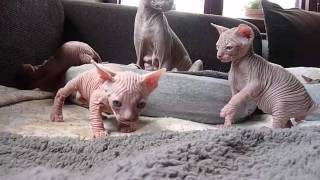 Baby Sphynx Kittens [upl. by Westerfield671]