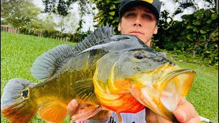 Peacock bass on lures 101 [upl. by Mowbray111]