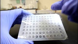 How to use Microplate Sealing Film [upl. by Biegel]