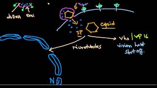 Herpes simplex virus [upl. by Marsh]