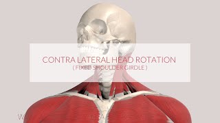 Trapezius Function Assist Contralateral Head Rotation 3D Animation [upl. by Ameer349]