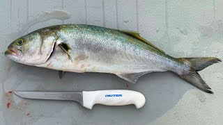 How To Fillet amp Clean Bluefish [upl. by Andres]