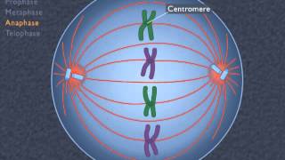 Animation How the Cell Cycle Works [upl. by Noelc]