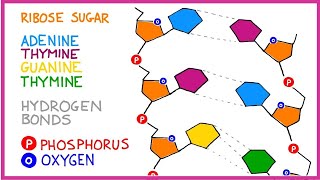 DNA Molecule Structure [upl. by Emmer722]